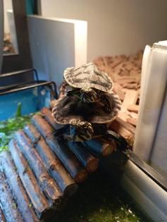 Wasserschildkröten mit allem was man braucht