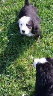 Berner Sennenhund Welpen