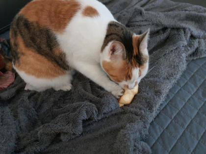 Katze Frankie aus Hannover vermisst