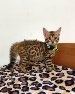Bengal katze, Baby Katzen