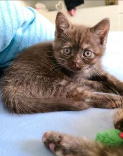 Bkh Kitten Abgabebereit