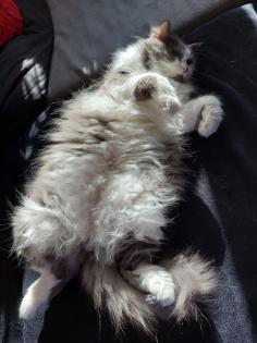 Kuschelkater in gute Hände abzugeben.