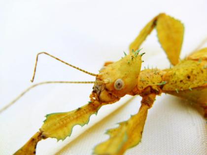 Biete Eier diverser Phasmiden Neohirasea maerens, Achrioptera fallax, Exatosoma