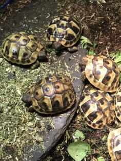 Griechische Landschildkröten THB von 2024