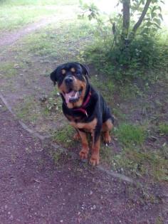 Rottweiler Rüde grade 1 jahr Rüde