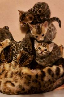 Süße Bengalkatzen zu verkaufen