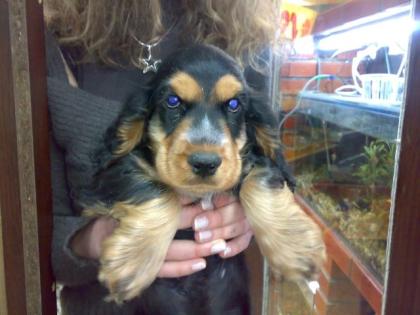 Cocker spaniel welpe