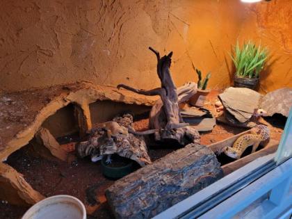 Leopardgeckos