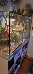 2 Kornnattern mit großem Terrarium