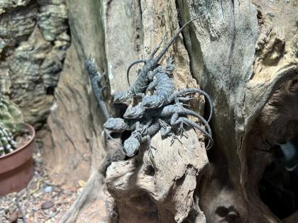 Blaue Stachelleguane Blauer Stachelleguan