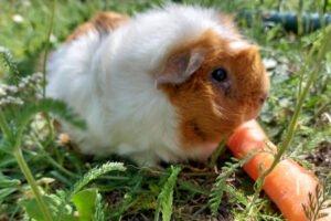 MÄXCHEN - männlich 5 Jahre Meerschweinchen Kastriert