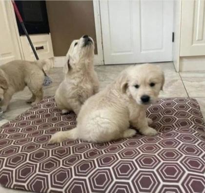 AKC registrierte Golden Retriever Welpen
