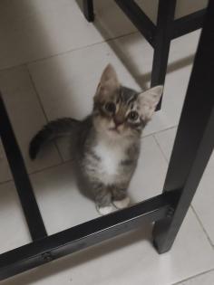 BKH Ragdoll Mix Kitten