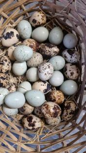 Bruteier Eier Legewachtel Celadon Blauleger schwarze Wachteln