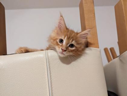Wundervolle Maine Coon Kitten