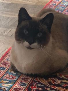 Siam Mix Kater