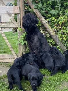 Zwei Riesenschnauzer-Welpen