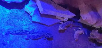 Leopardengecko Familie sucht neue und gemütliche zuhause
