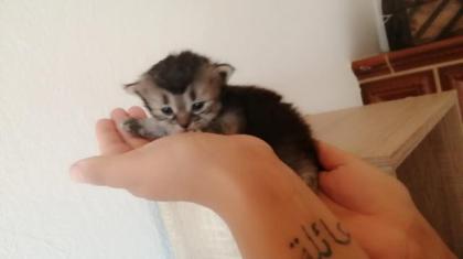 Ragdoll-Perser Kitten