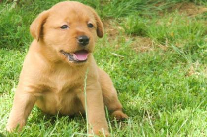 Labrador Welpen Foxred mit Ahnentafel