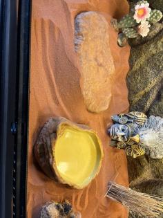 Kenia Sandboa Nz 2017 inkl. Exxo Terra Terrarium
