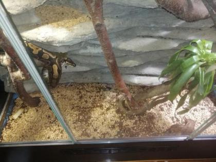 3 konigspyton und xl terrarium