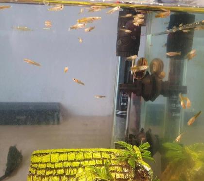 Guppys zu verschenken Babys Aquarienfische