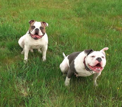 American Bulldog Welpen suchen Traumschloss