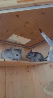 Zahme Chinchilla mit Käfig und Zubehör