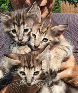Mädchen Norwegische Waldkatze amber non-agouti bernsteinfarben
