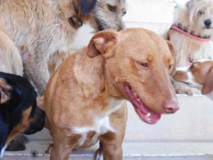 Tarik - Freundlicher, gehorsamer Podenco-Mix sucht freies Körbchen