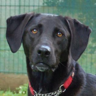 MISTY - weiblich 5 Jahre 56 cm 25 kg Mix Gechipt Kastriert