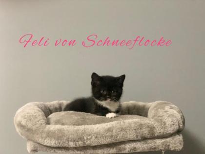 Wunderschöne BKH Kitten suchen liebevolles Zuhause