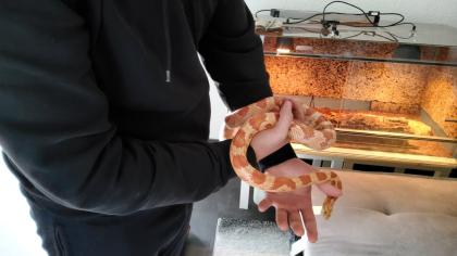 Kornattern 2 Stück eine Albino und eine Naturell