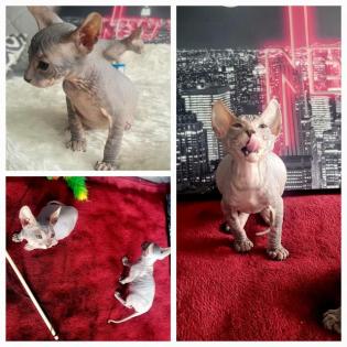 Don Sphinx Kitten