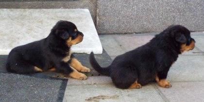Rottweiler - Welpen Hündin