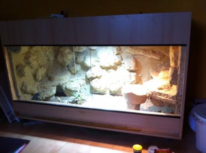 Wunderschönes Wüsten-/Steppenterrarium 2 Bartagamen w