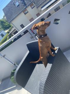 Deckrüde / wunderschöner Zwergpinscher