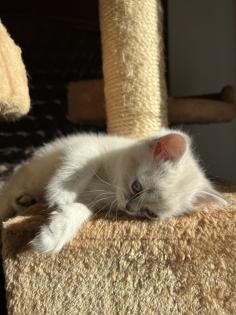 BKH Kitten Weibchen