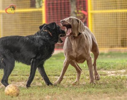 Zeus. aktiver, verträglicher Hundemann