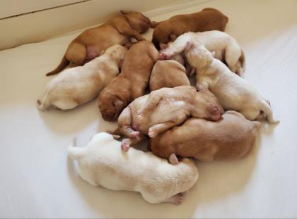 Zuckersüsse Labrador Welpen in Foxred und Blond