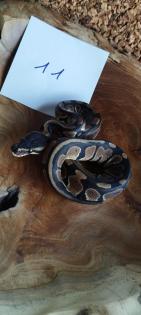 Mehrere Königspythons Regius abzugeben in Soest/Nrw