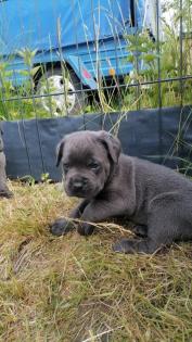 Tolle Cane Corso Welpen