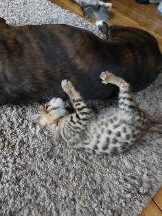 2 Reinrassige Bengal kitten Weibchen mit Ahnentafel