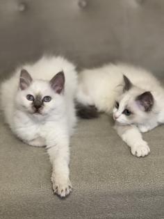 Zwei kitten heilige Birma/ Ragdoll