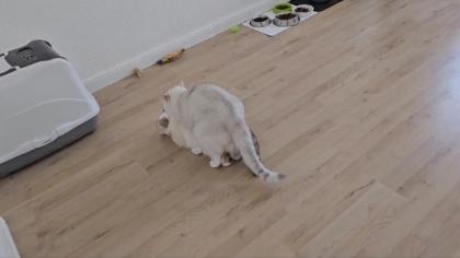 Deckkater BKH mit Stammbaum