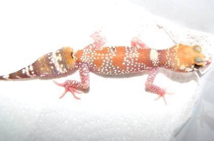 1 Männchen Australischer Dickschwanzgecko Bellende Geckos Underwoodisaurus millii HYPO YELLOW Line