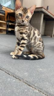 Bengalen Babys suchen neue Dosenöffner