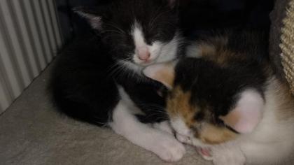 Freche Katzenbabys