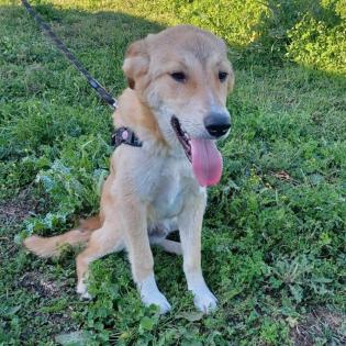 Freddie / Status sucht ein Zuhause